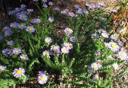 Image of Dune daisy