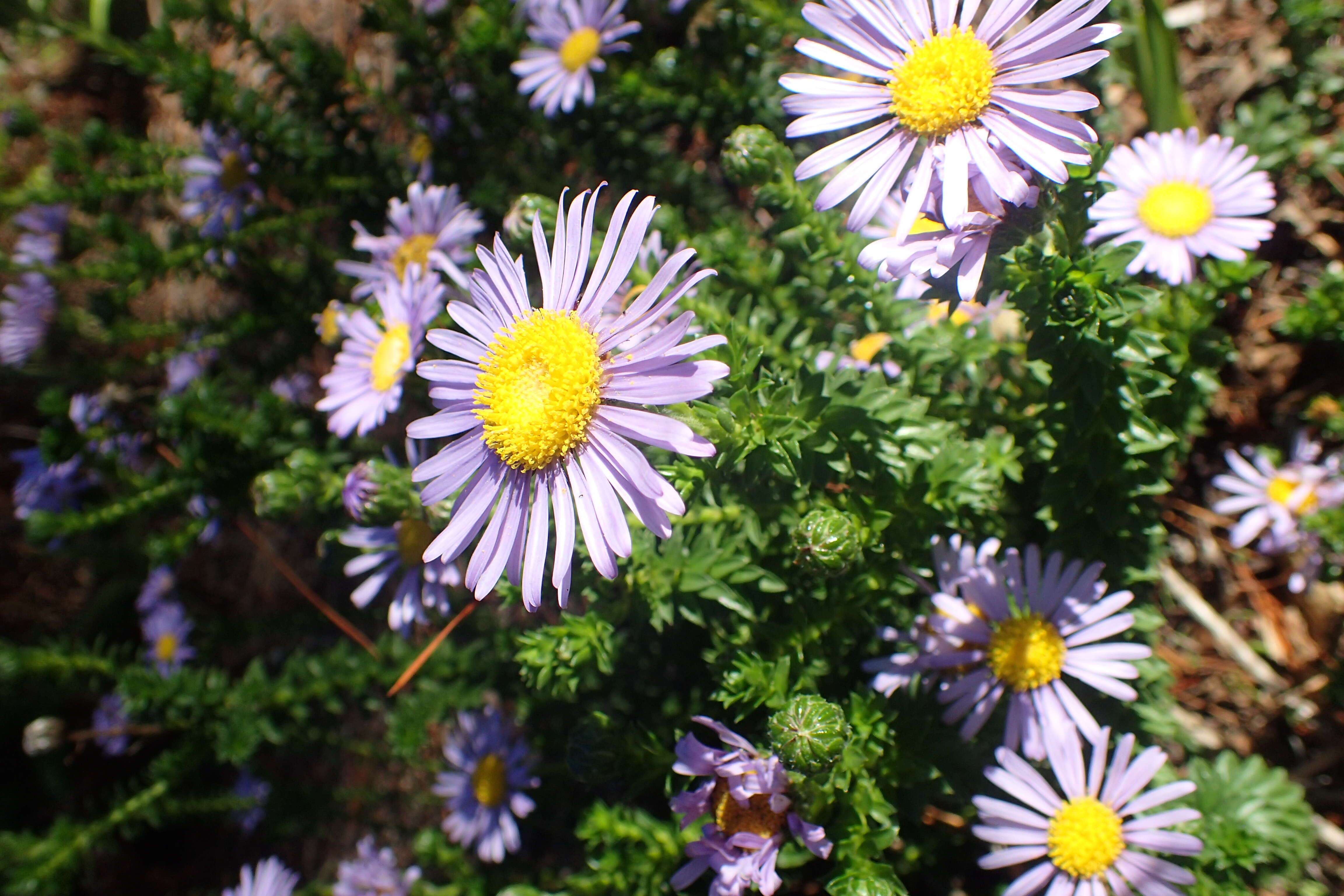 Image of Dune daisy