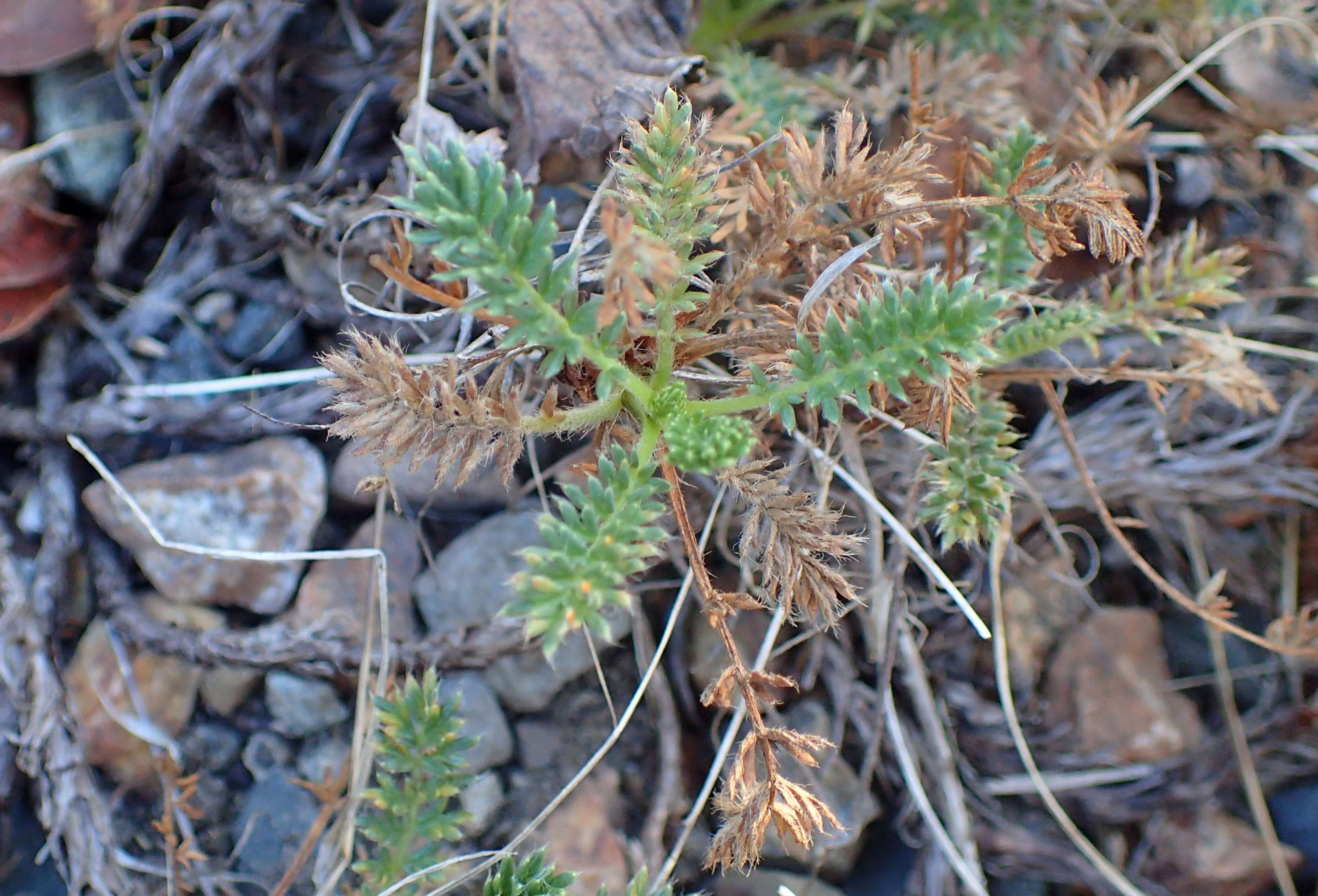 Plancia ëd Acaena pinnatifida Ruiz & Pav.