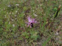 Plancia ëd Crupina vulgaris (Pers.) Cass.