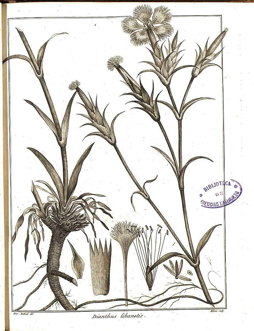 Image of Dianthus libanotis Labill.