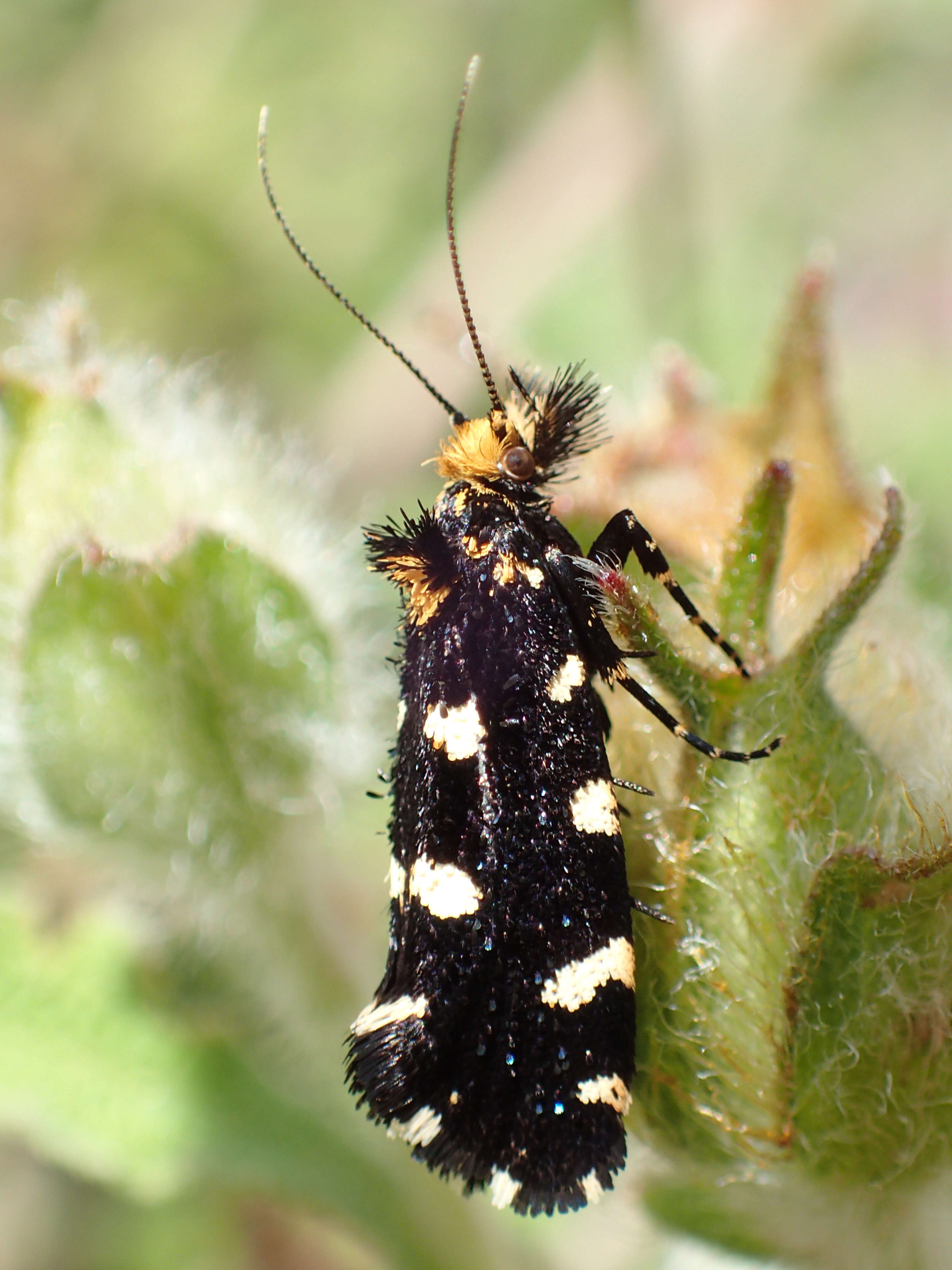 Sivun Euplocamus anthracinalis (Scopoli 1763) kuva