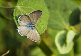 صورة Euchrysops cnejus (Fabricius 1798)