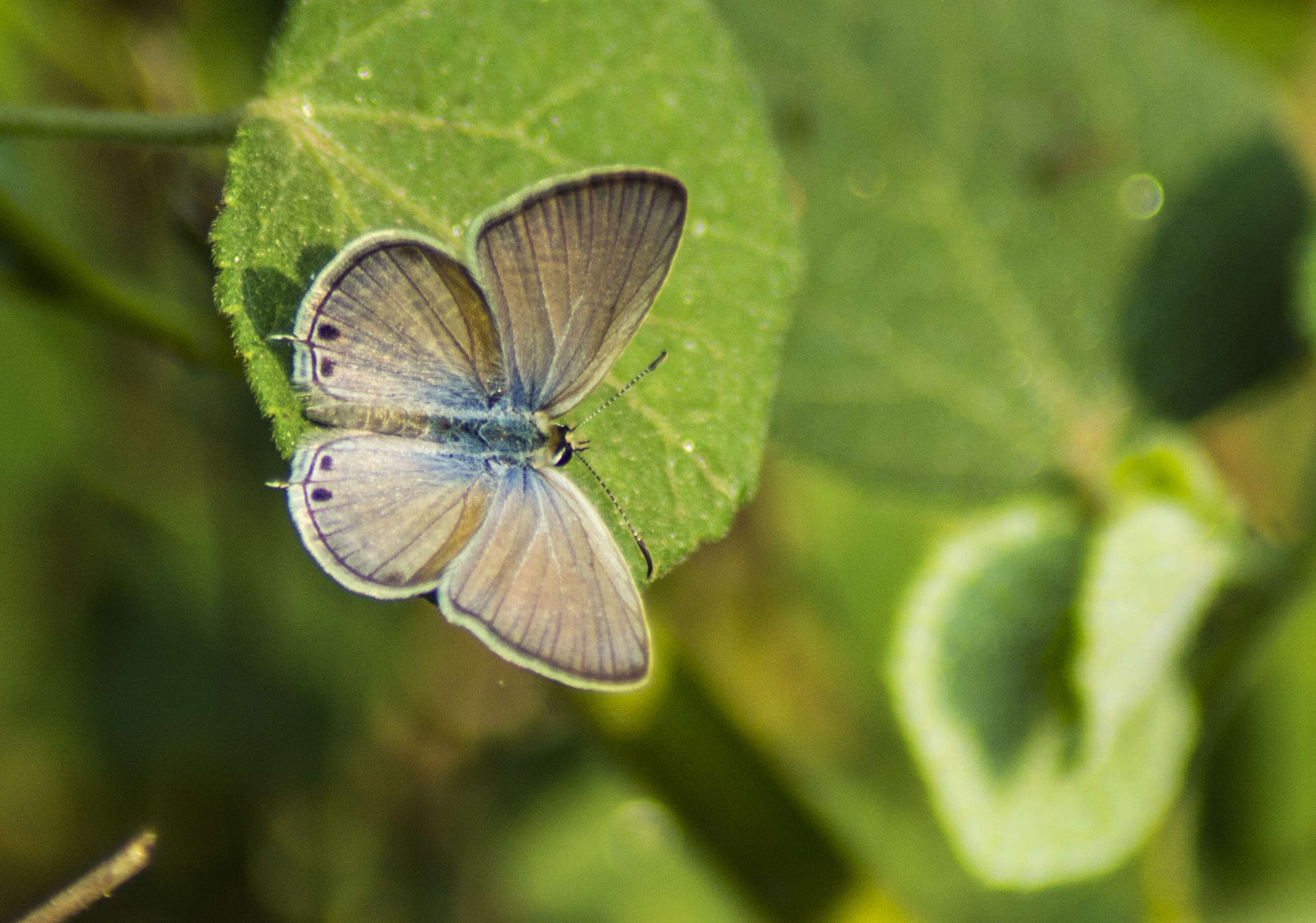 صورة Euchrysops cnejus (Fabricius 1798)