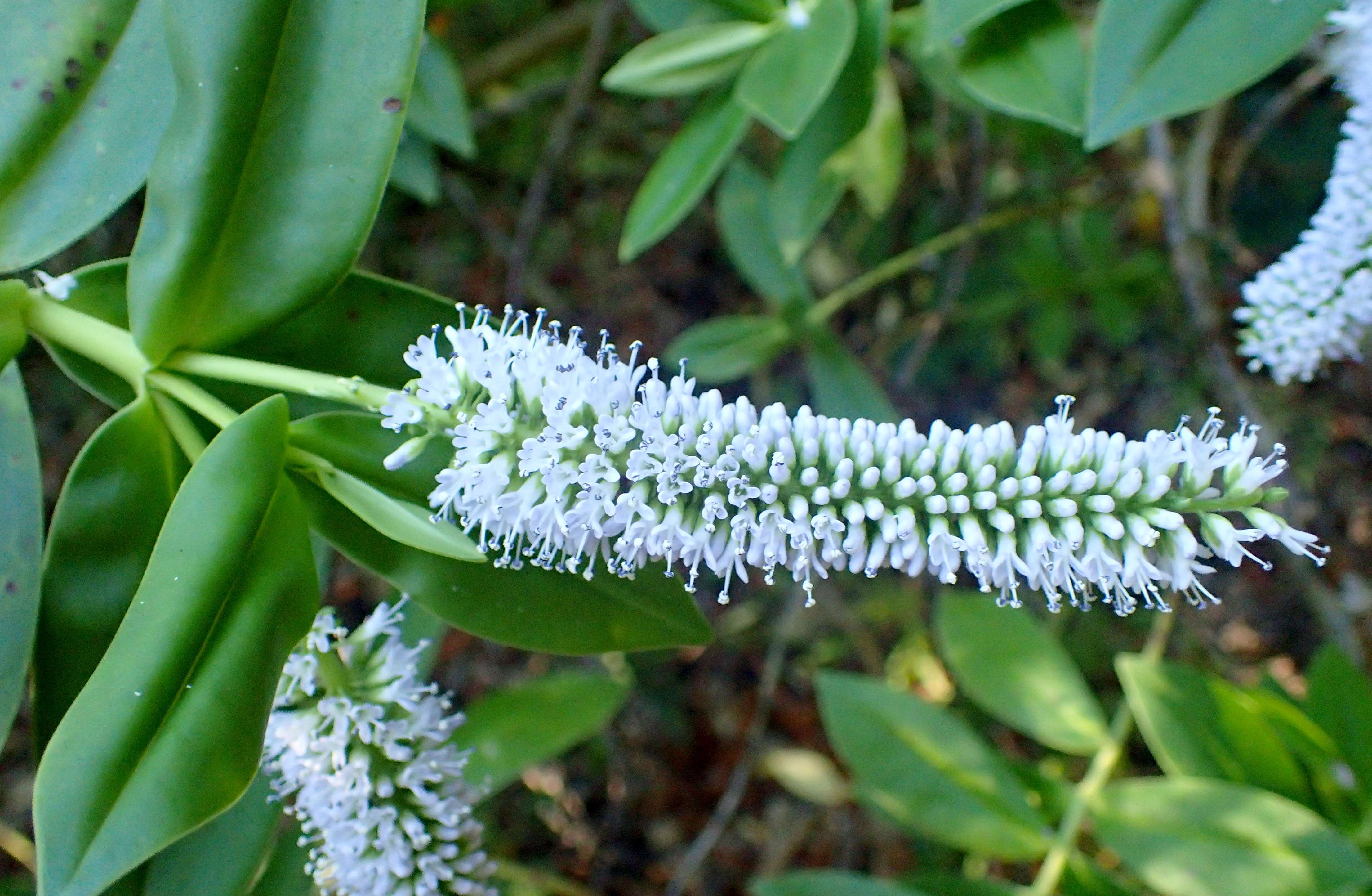 Image of Veronica stricta Banks & Soland. ex Benth.