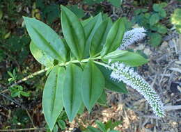 Image of Veronica stricta Banks & Soland. ex Benth.