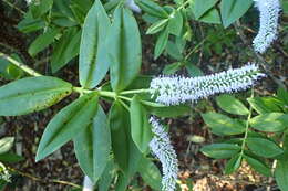 Image of Veronica stricta Banks & Soland. ex Benth.