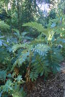 Image de Melianthus major L.