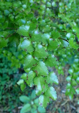 Image of Nothofagus truncata (Colenso) Cockayne