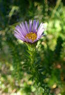 Image of Dune daisy