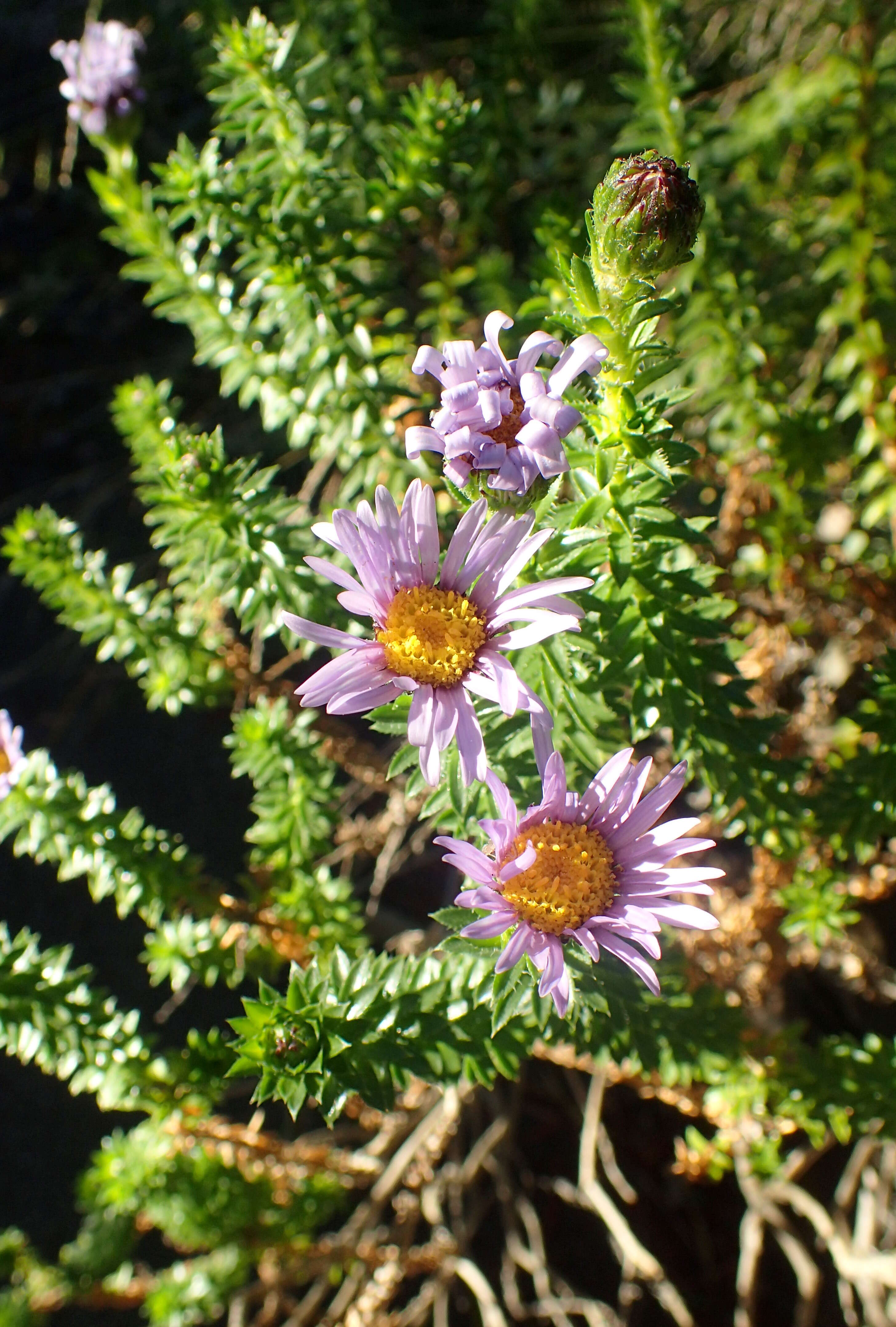 Image of Dune daisy