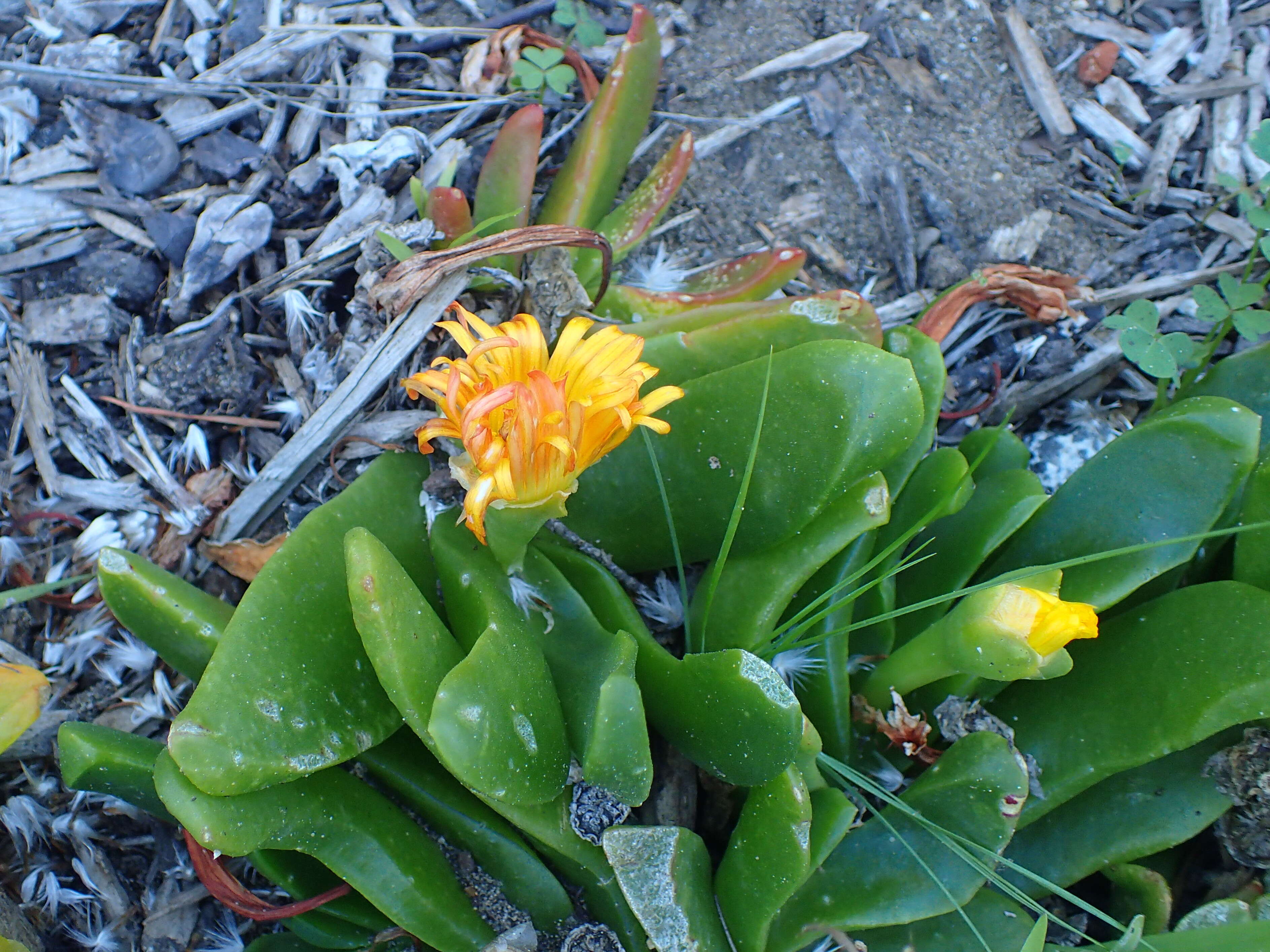 Image of Glottiphyllum uncatum