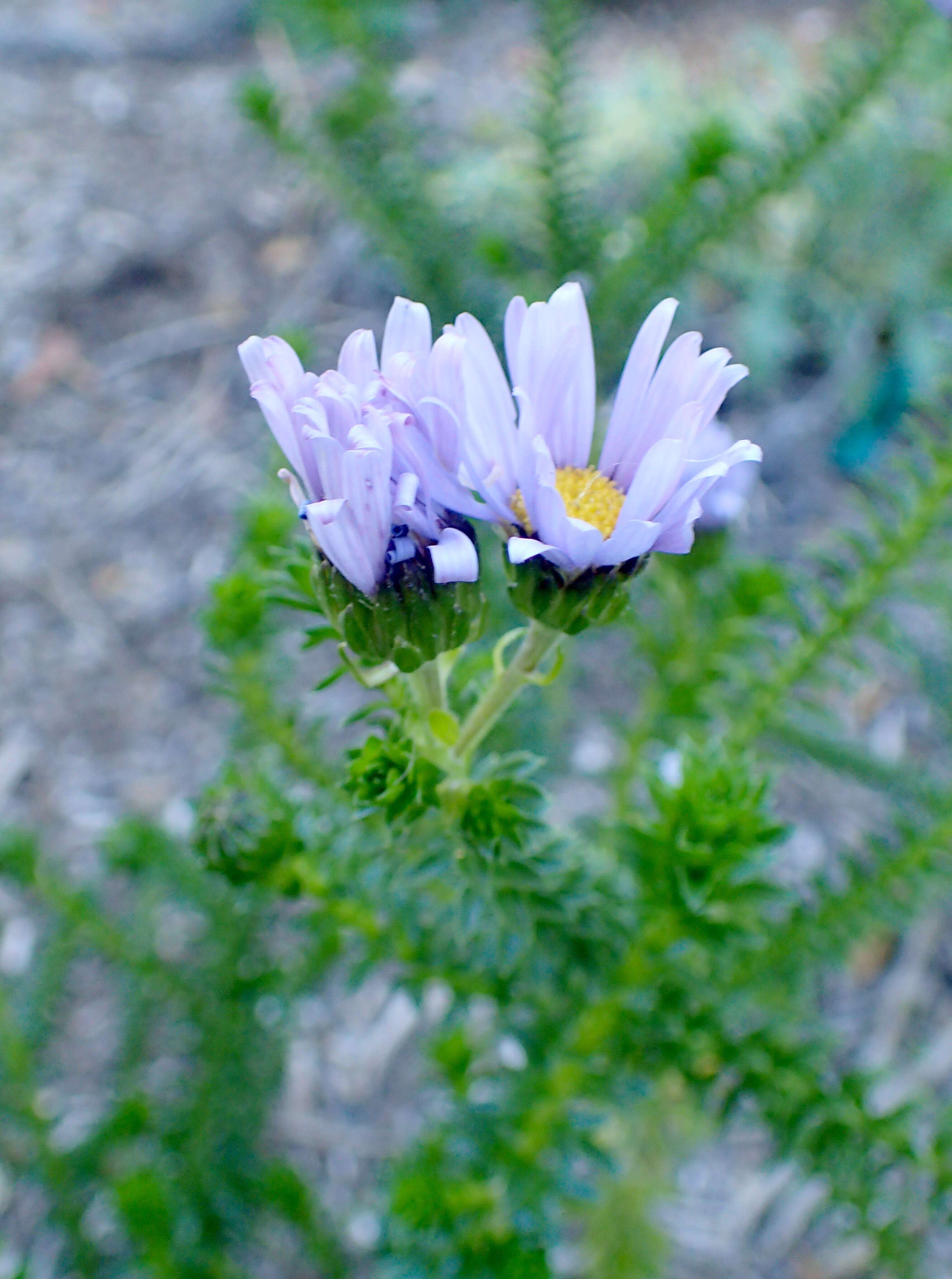 Image of Dune daisy