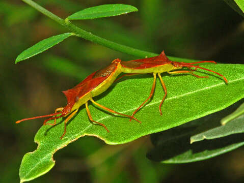 Image of Gonocerus insidiator (Fabricius 1787)