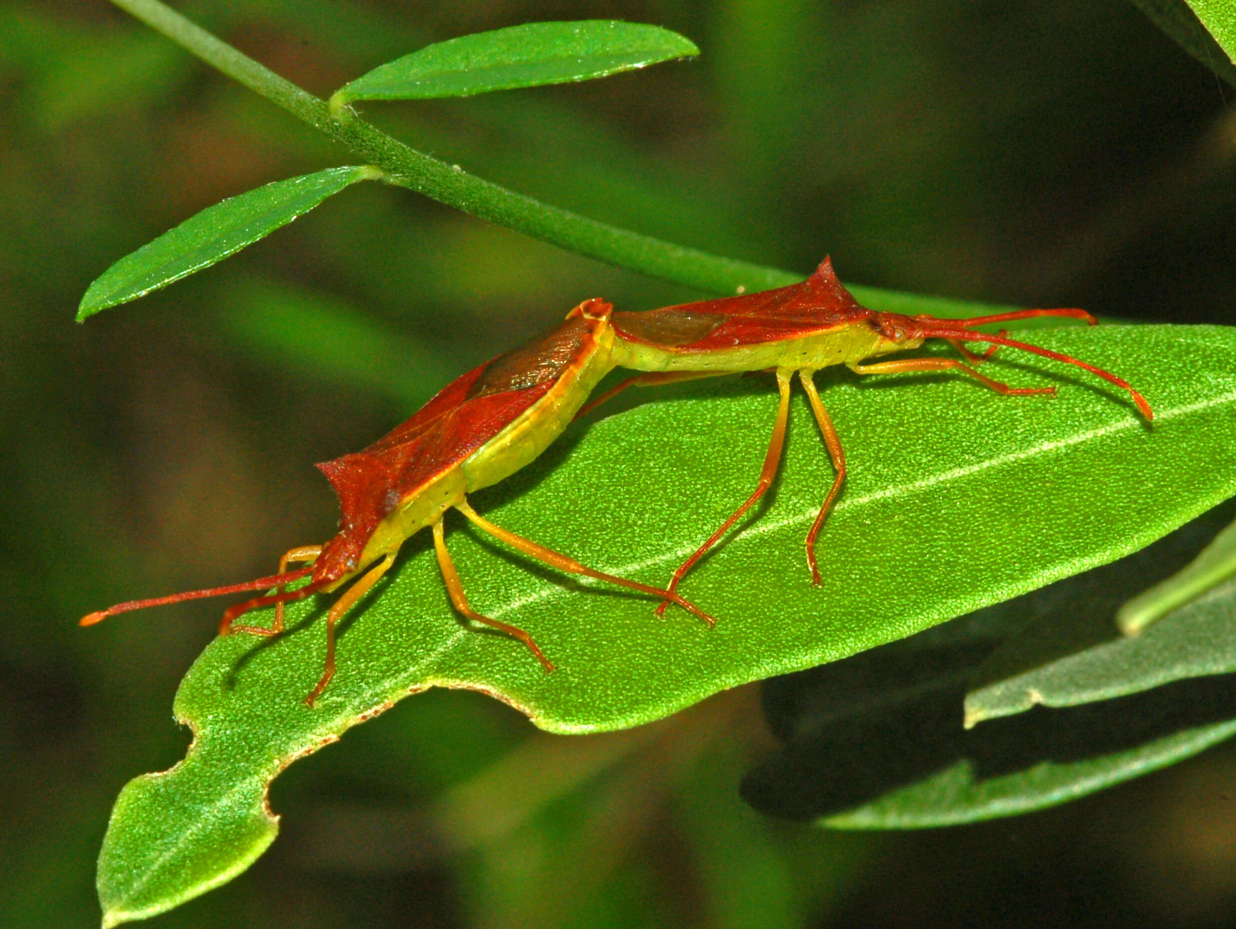 Image of Gonocerus insidiator (Fabricius 1787)