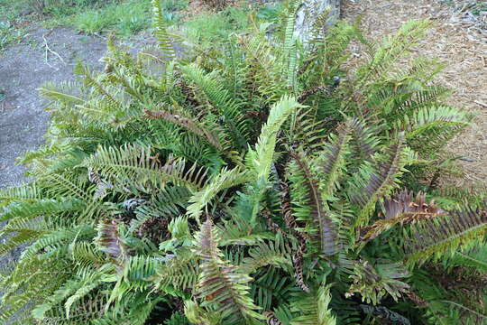 Image of western swordfern