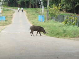 Image of Indian boar
