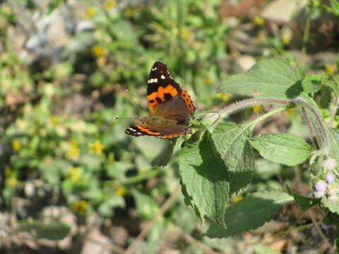 Image of Asian Admiral