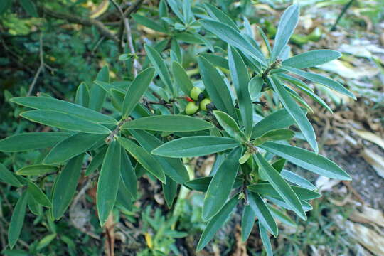 Image of Daphne acutiloba Rehder