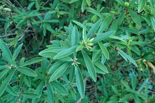 Image of Daphne acutiloba Rehder