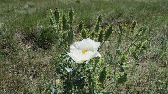 Image of crested pricklypoppy