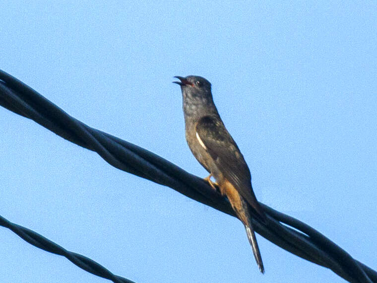 Image of Moluccan Cuckoo