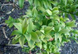 Image of Asian bayberry