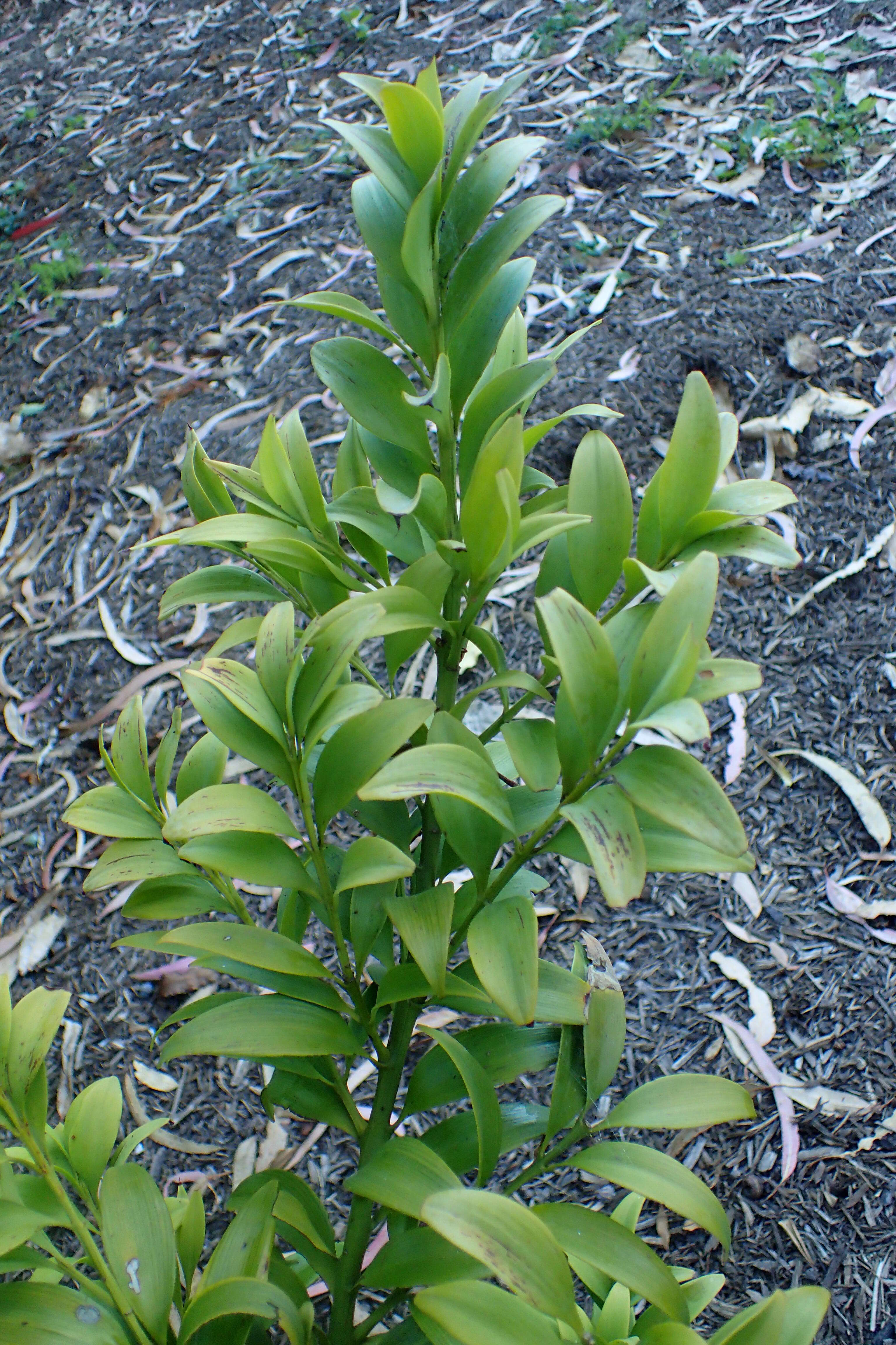 Image of Asian bayberry