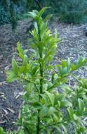 Image of Asian bayberry