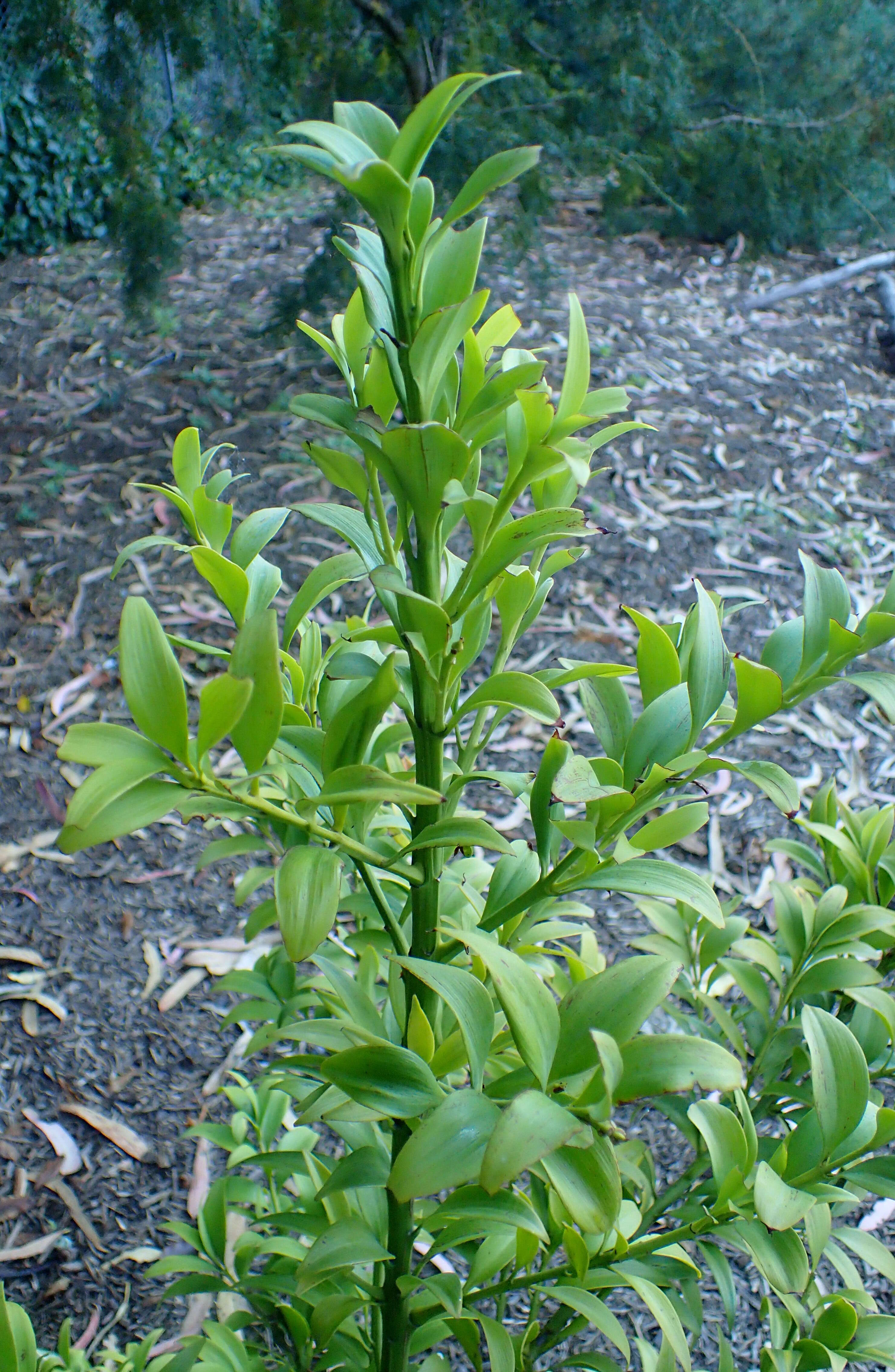 Image of Asian bayberry