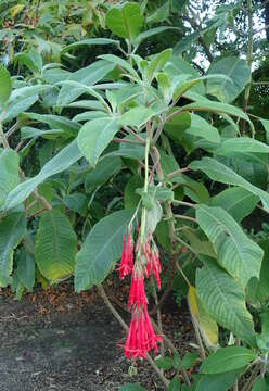 Image of Fuchsia corymbiflora Ruiz & Pav.