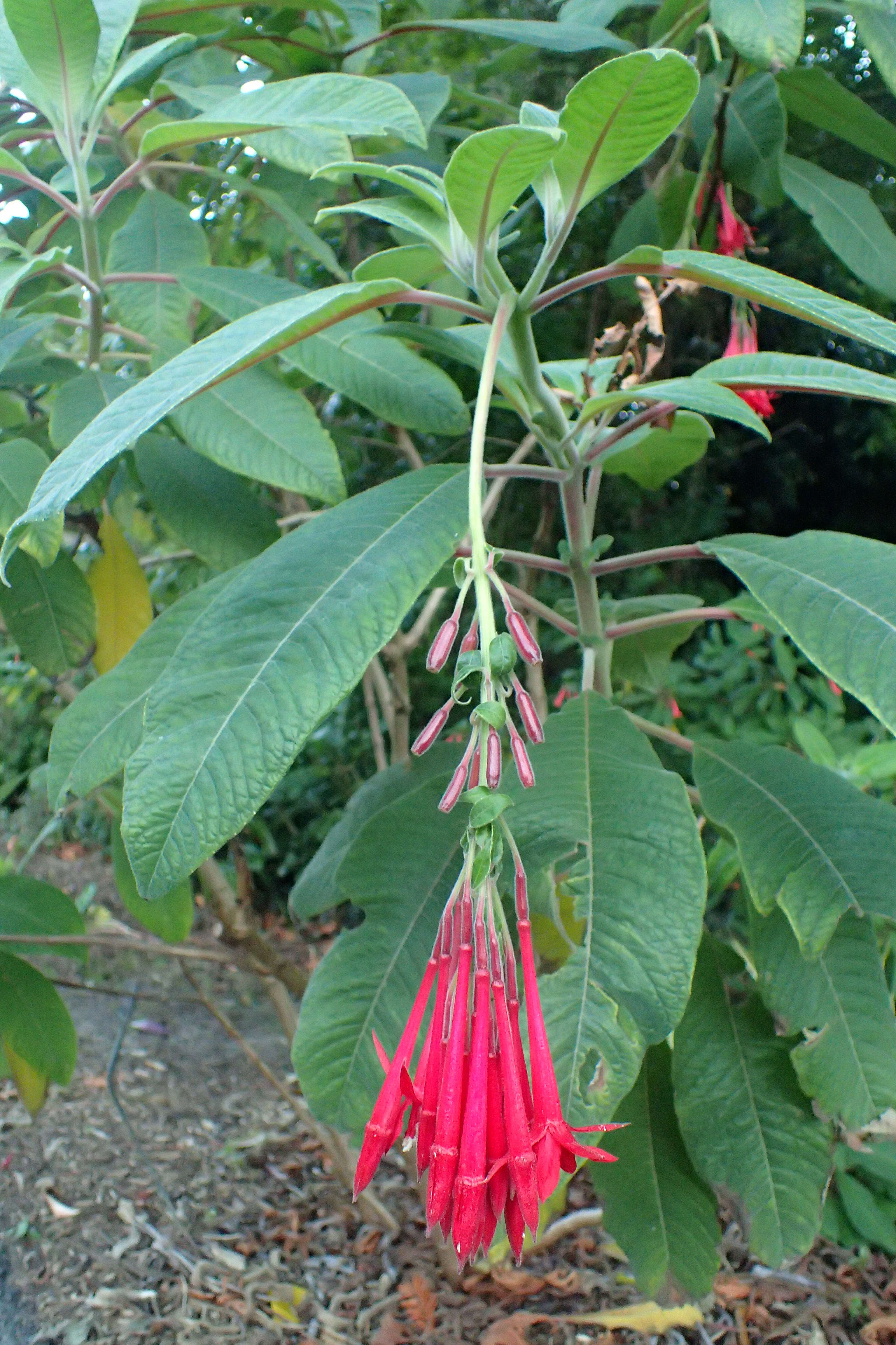 Image of Fuchsia corymbiflora Ruiz & Pav.