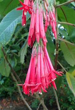 Image of Fuchsia corymbiflora Ruiz & Pav.