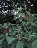 Image of Fuchsia corymbiflora Ruiz & Pav.