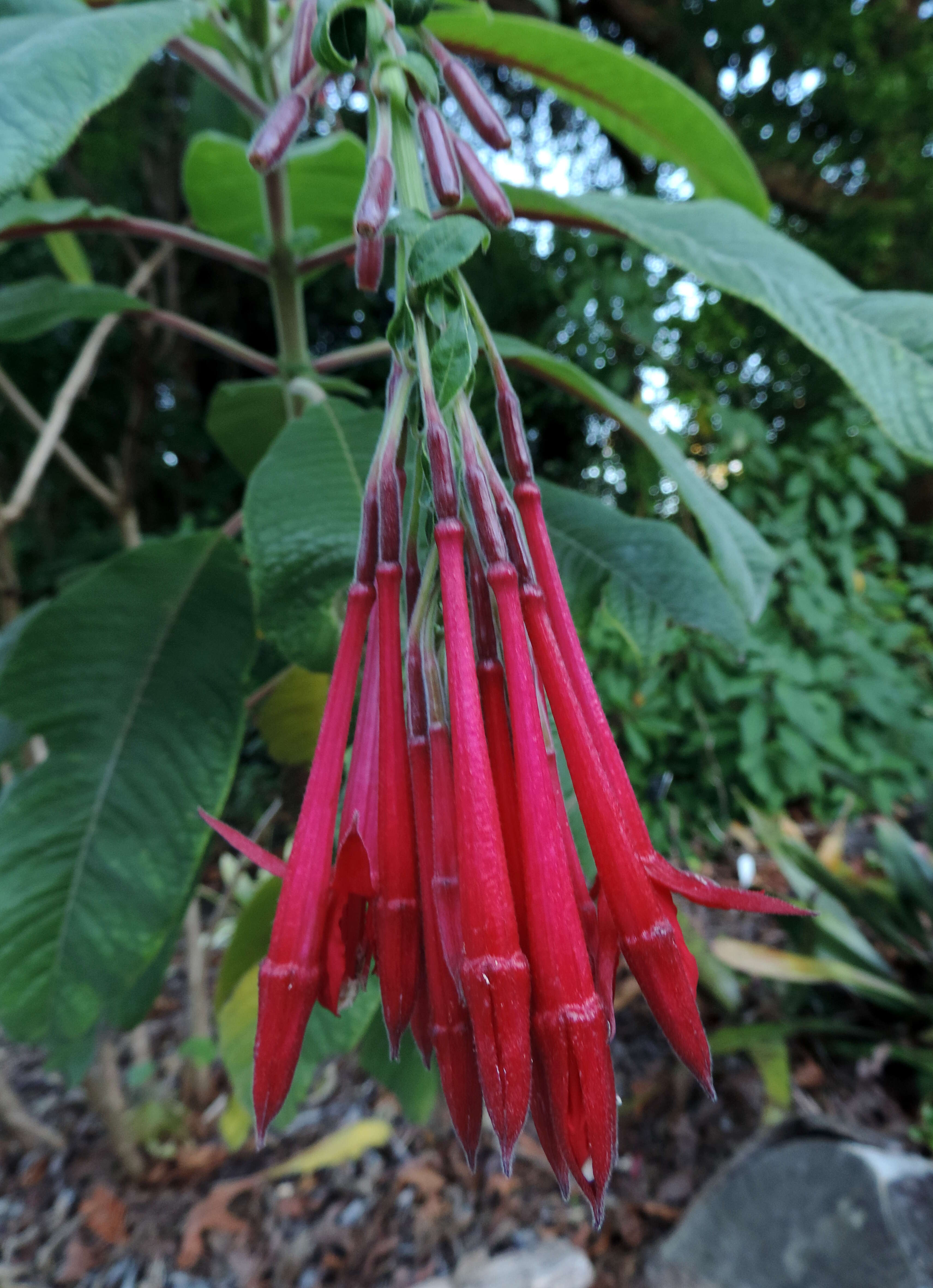 Image of Fuchsia corymbiflora Ruiz & Pav.