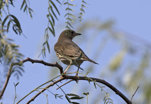 Image of Song Thrush