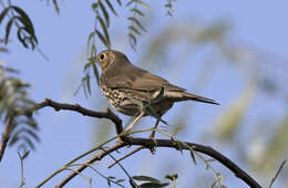 Image of Song Thrush