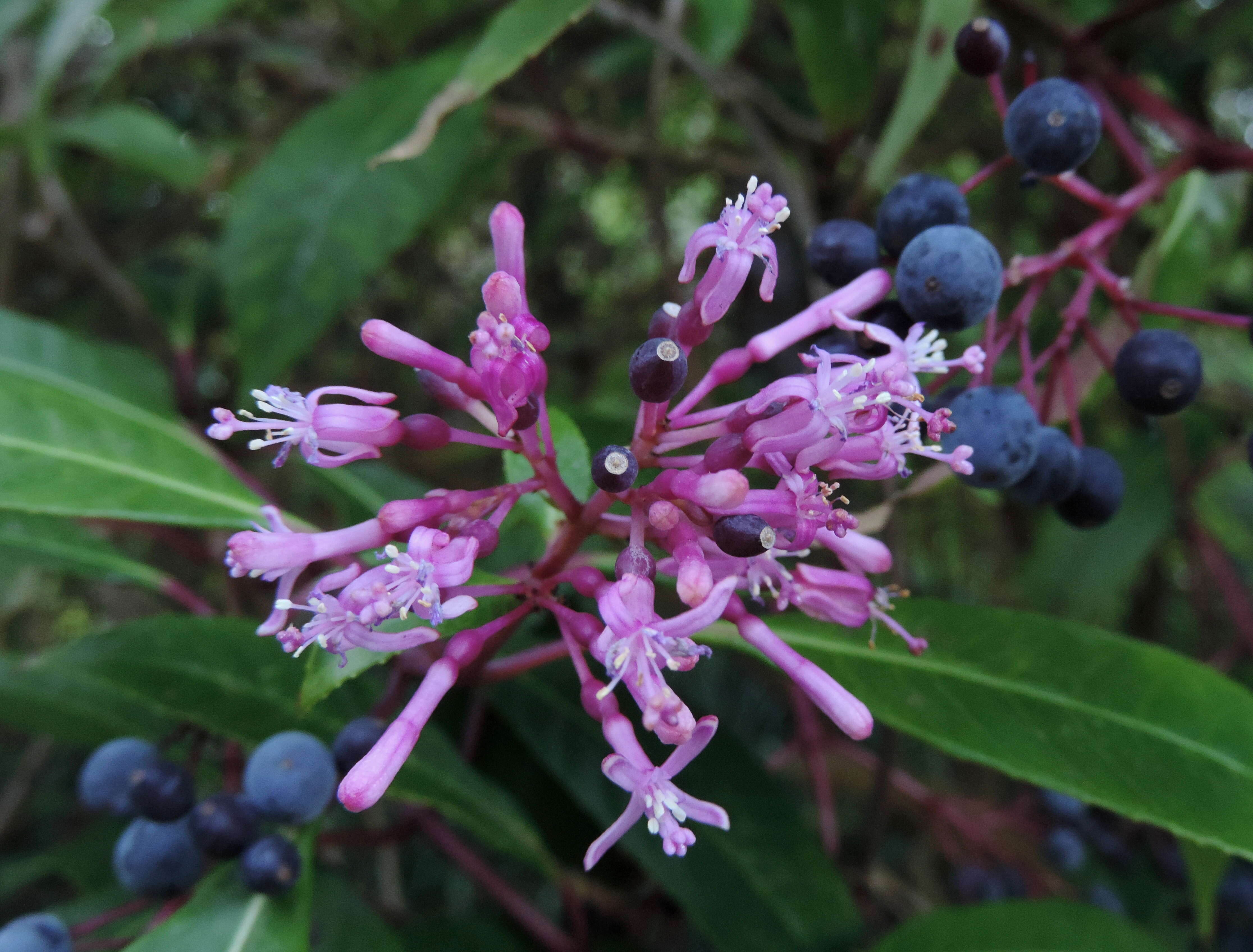 Image of shrubby fuchsia