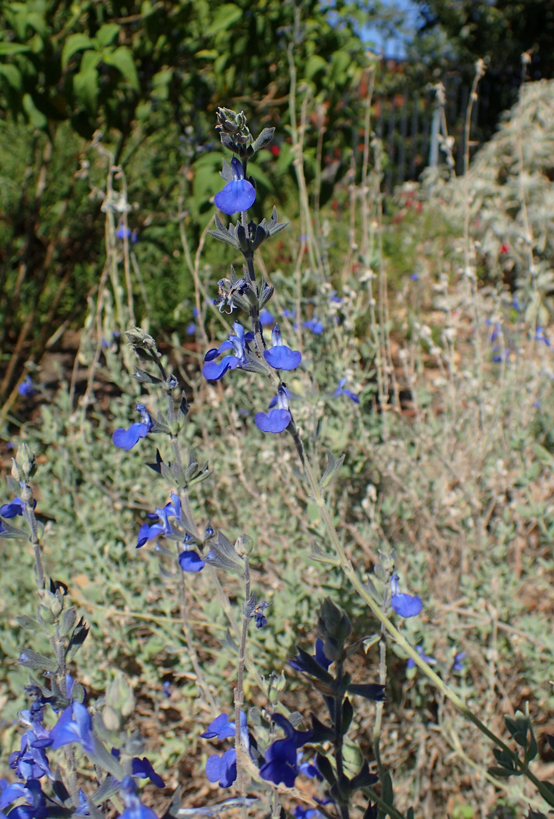 Image of Salvia chamaedryoides Cav.
