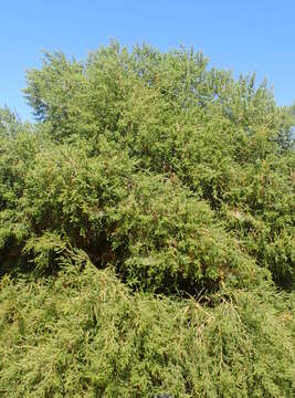 صورة Melaleuca styphelioides Sm.