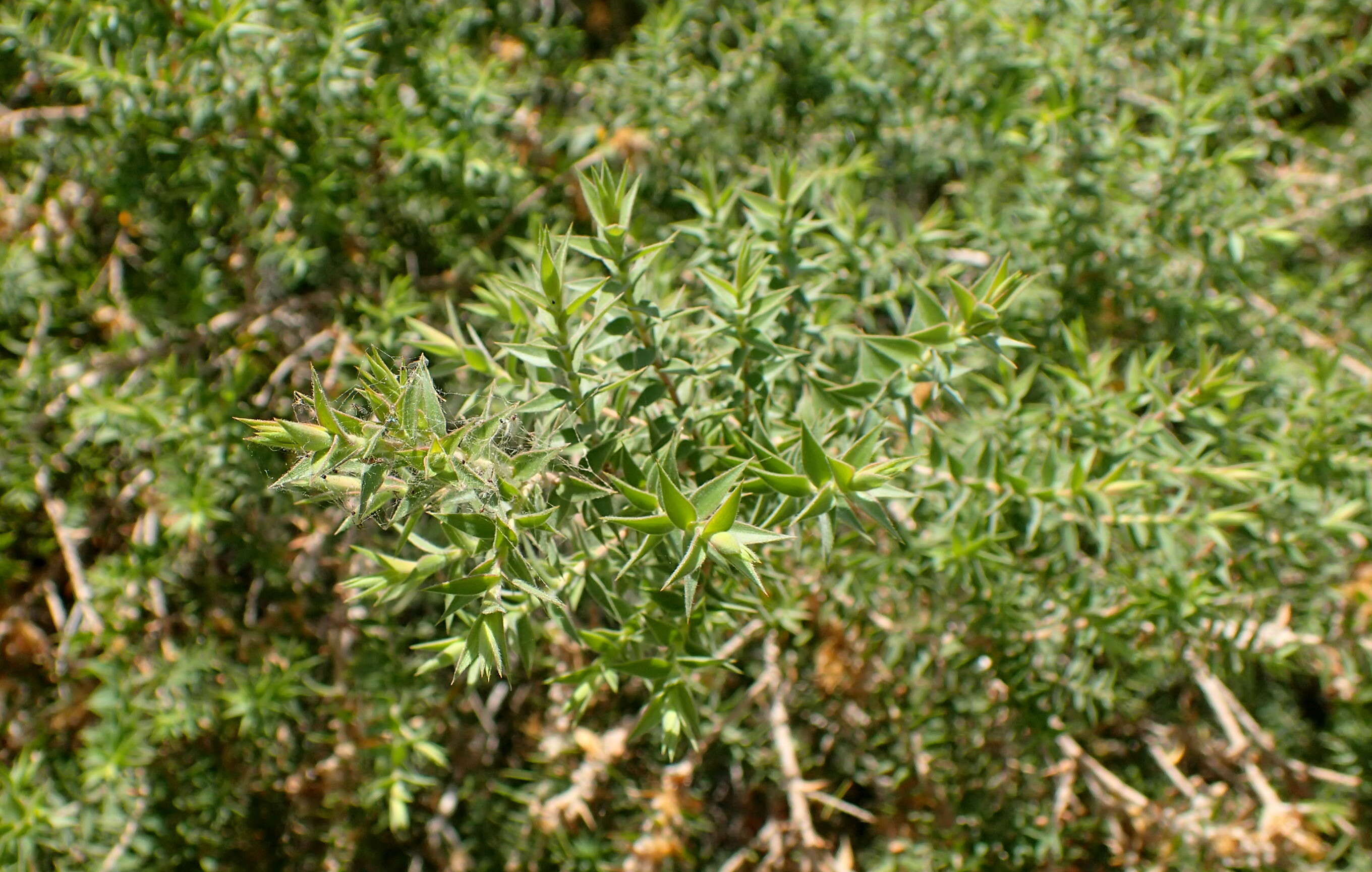 Image of prickly-leaf teatree