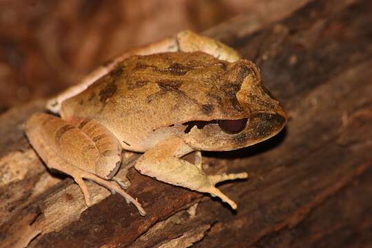 Imagem de Lechriodus melanopyga (Doria 1875)