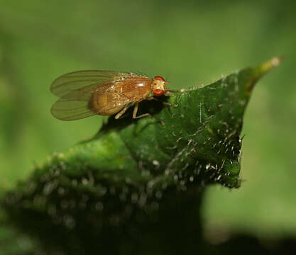 Image of Fly