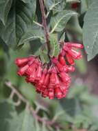 صورة Cestrum fasciculatum (Schltdl.) Miers