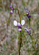 Image of Purple donkey orchid