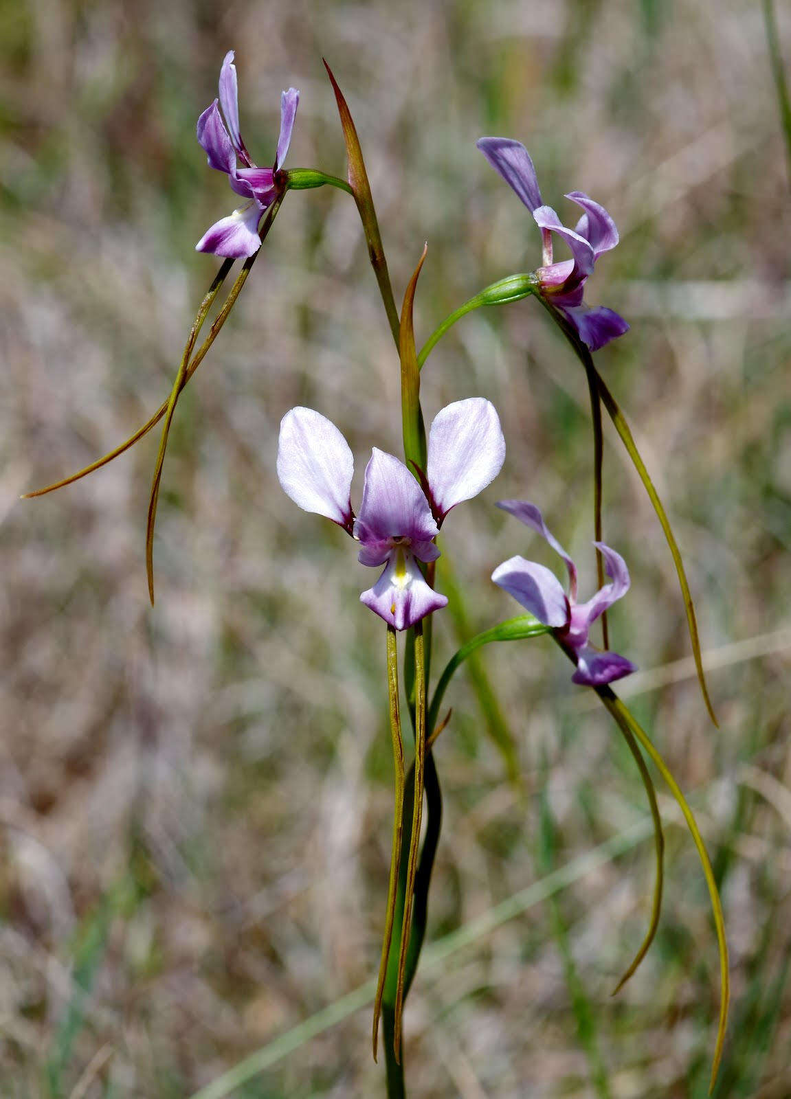 Image of Purple donkey orchid