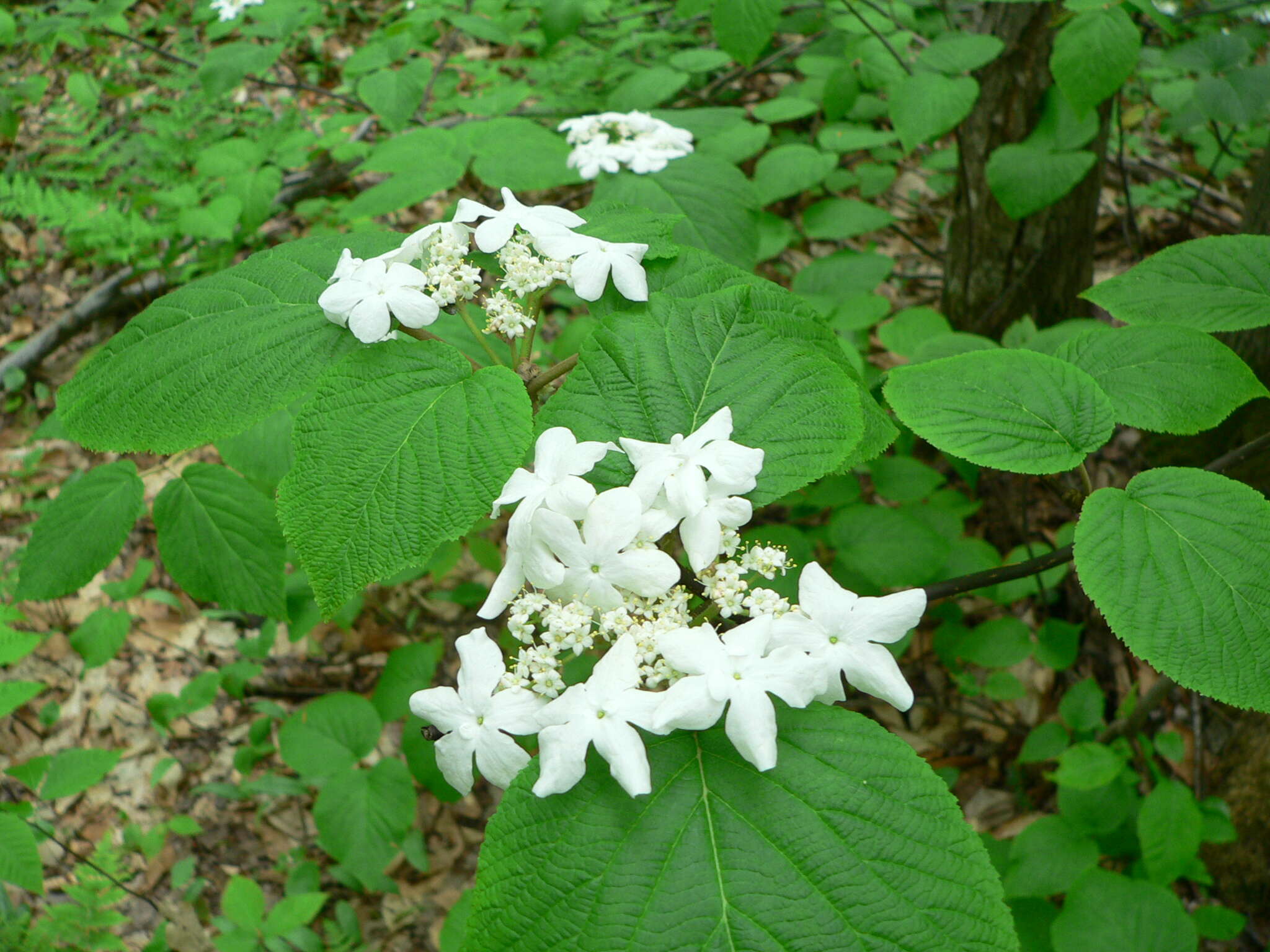 Image de viorne à feuilles d'aulne