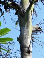 Image of Burmese fishtail palm