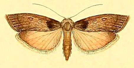 Image of Tirathaba parasiticus Lucas 1898