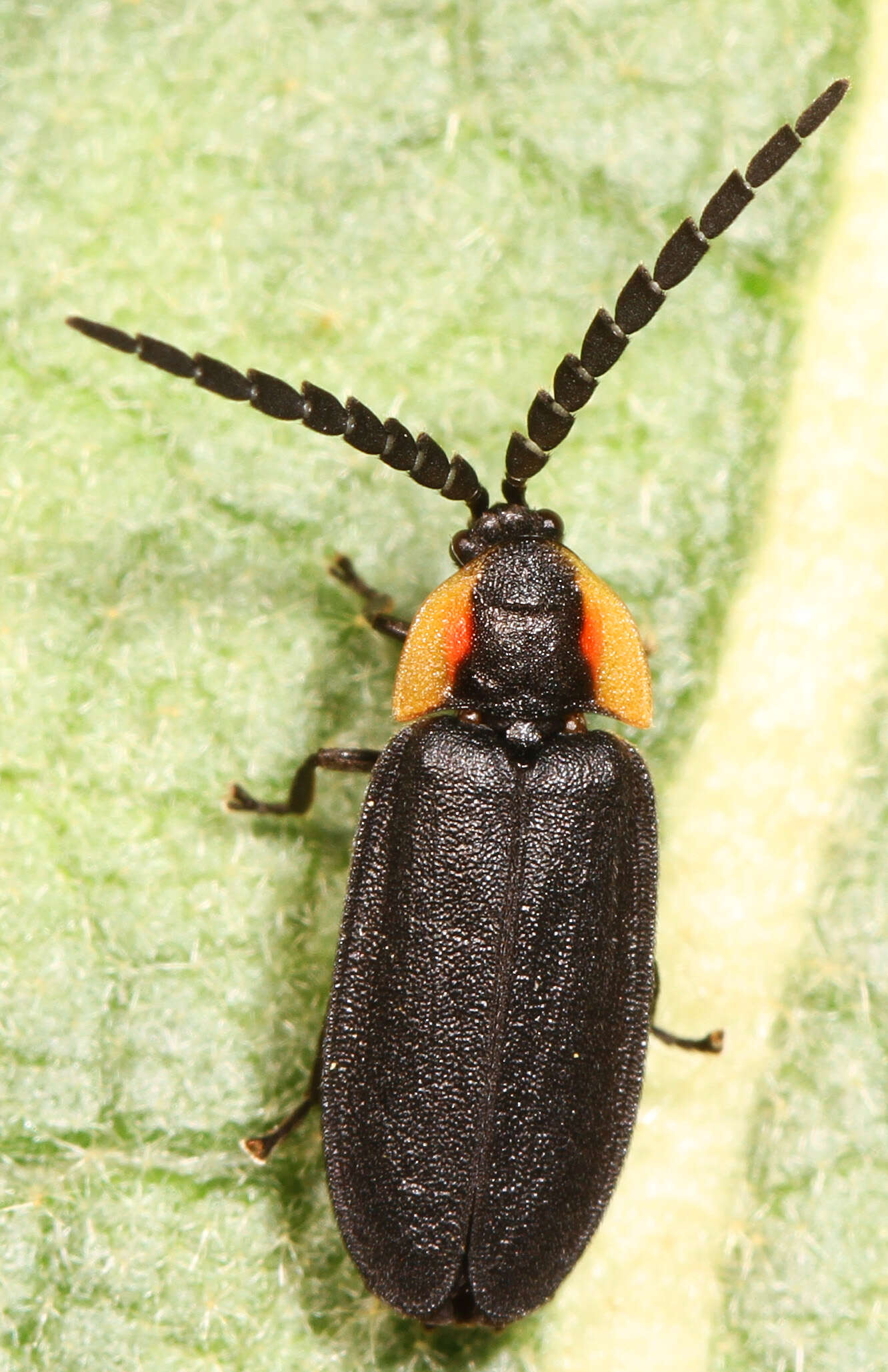 Image of Black Firefly